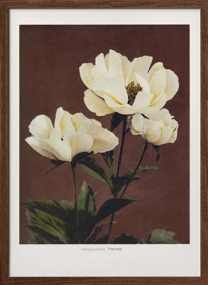 Hærdaceous Peony - XL Poster