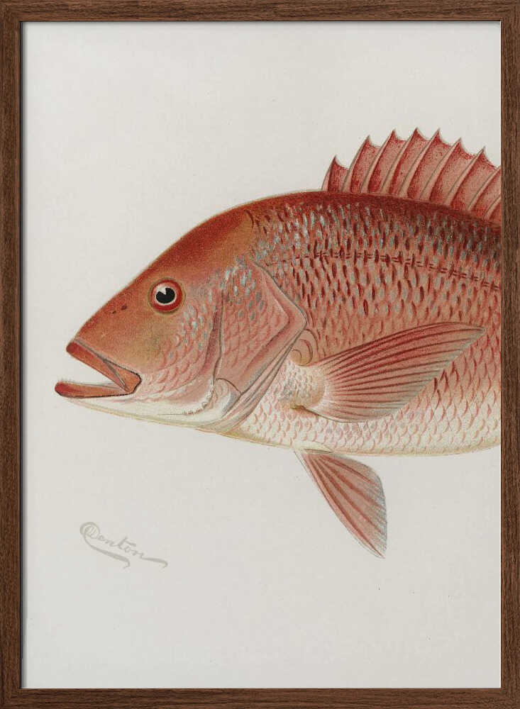Red Snapper - XL Poster