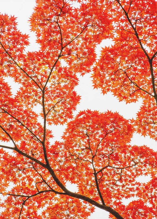 Fiery Autumn Maples - XL Poster