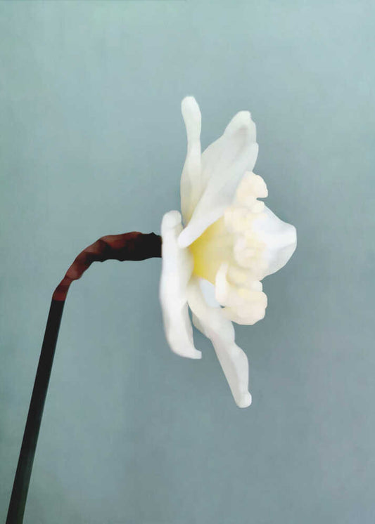 Soft White Daffodil - XL Poster