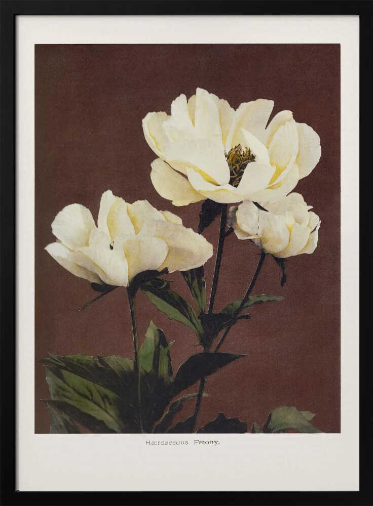 Hærdaceous Peony - XL Poster