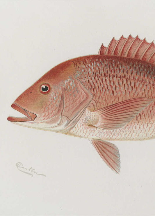 Red Snapper - XL Poster