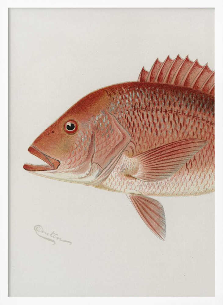 Red Snapper - XL Poster