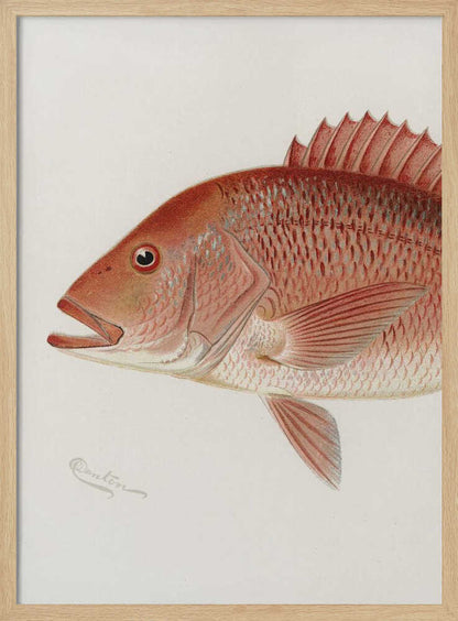 Red Snapper - XL Poster