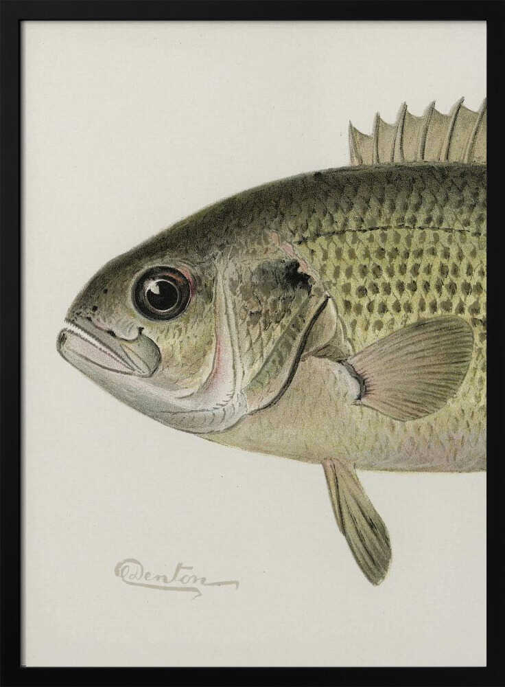 Rock Bass Crop - XL Poster