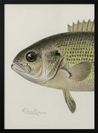 Rock Bass Crop - XL Poster