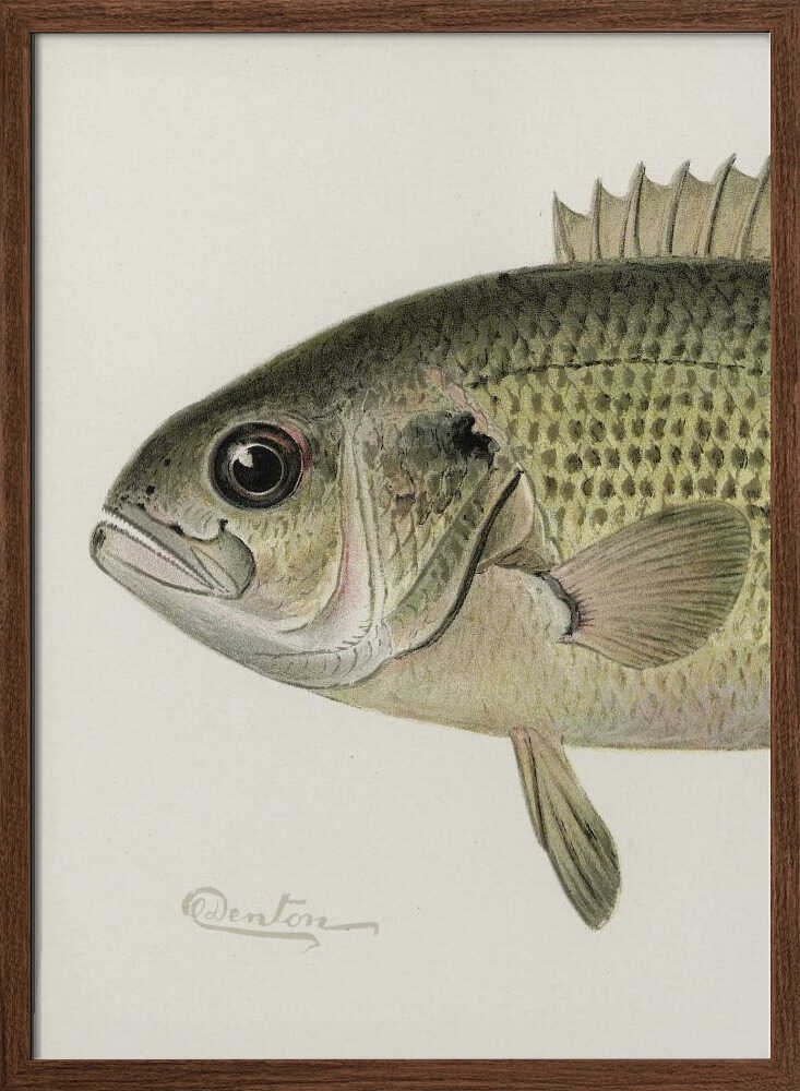 Rock Bass Crop - XL Poster
