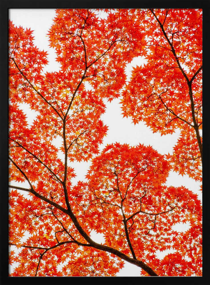 Fiery Autumn Maples - XL Poster