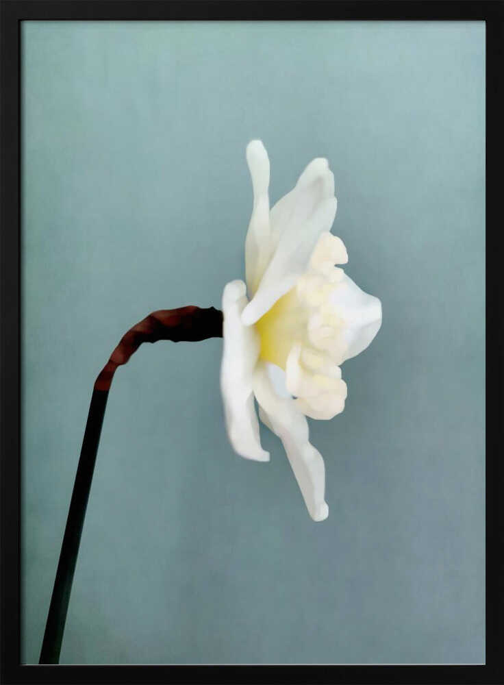 Soft White Daffodil - XL Poster