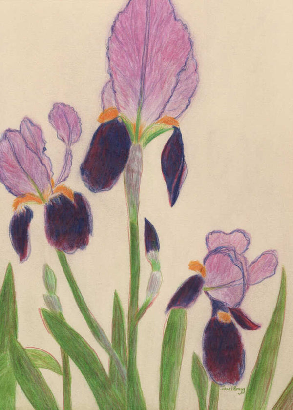 Vibrant Purple Irises - XL Poster