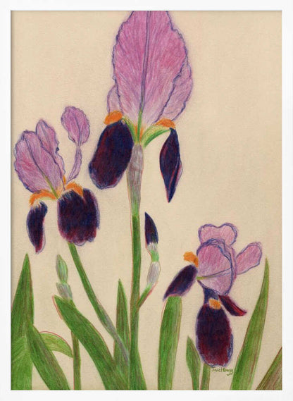 Vibrant Purple Irises - XL Poster