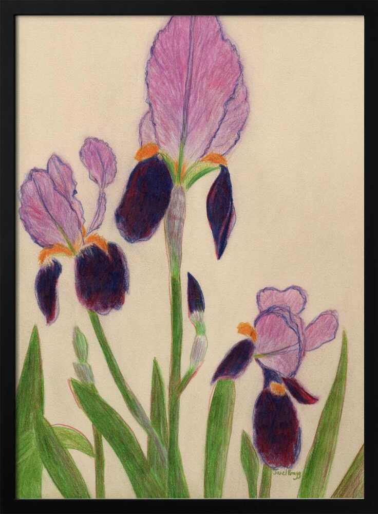 Vibrant Purple Irises - XL Poster