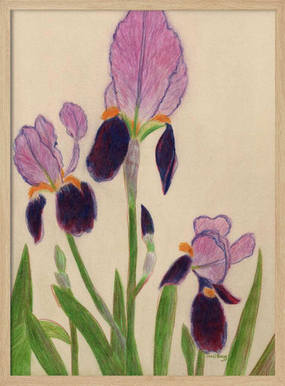 Vibrant Purple Irises - XL Poster