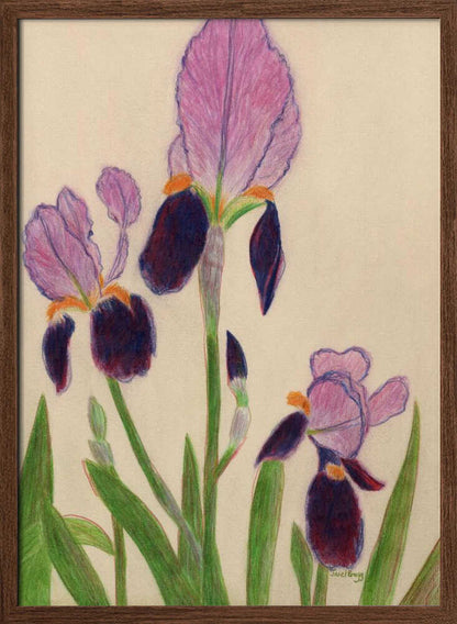 Vibrant Purple Irises - XL Poster