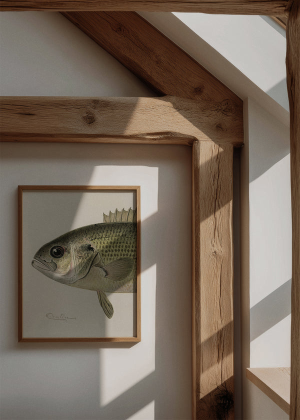 Træramme med plakaten Rock Bass fra Hello Poster på en lys væg med smukt sollys og trædetaljer i naturlig skandinavisk stil.