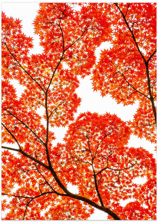 Fiery Autumn Maples - XL Poster