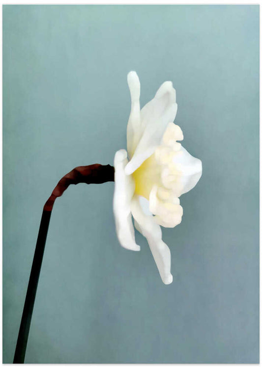 Soft White Daffodil - XL Poster
