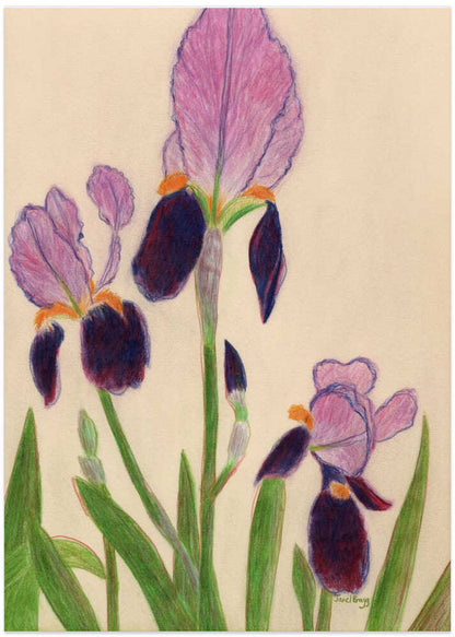 Vibrant Purple Irises - XL Poster